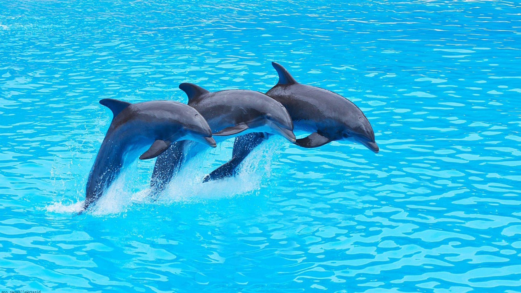 Where Can I Have Fun with Dolphins in Dubai?