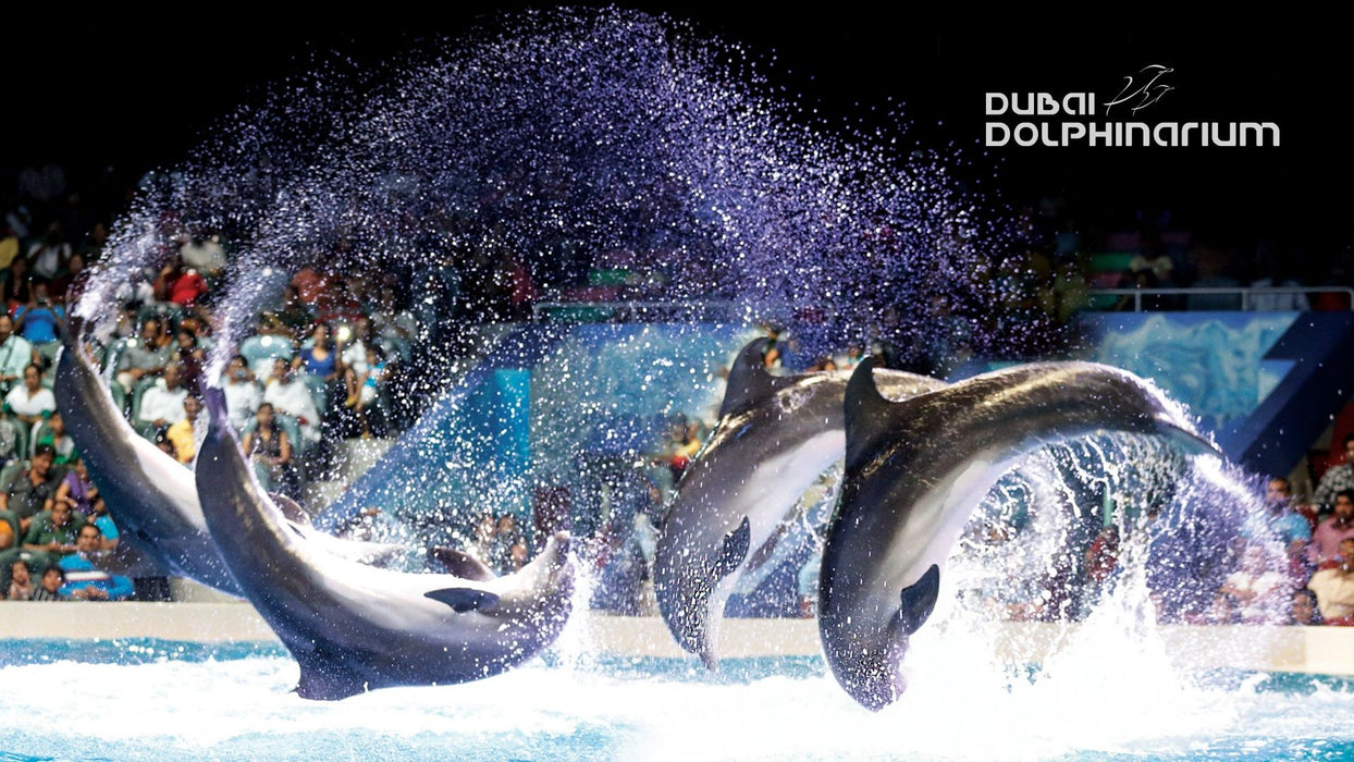 One Night Hotel Stay in Dubai with Dolphinarium Tickets for Two