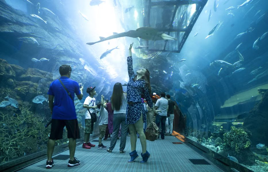 Dubai Aquarium & Underwater Zoo General Admission for One