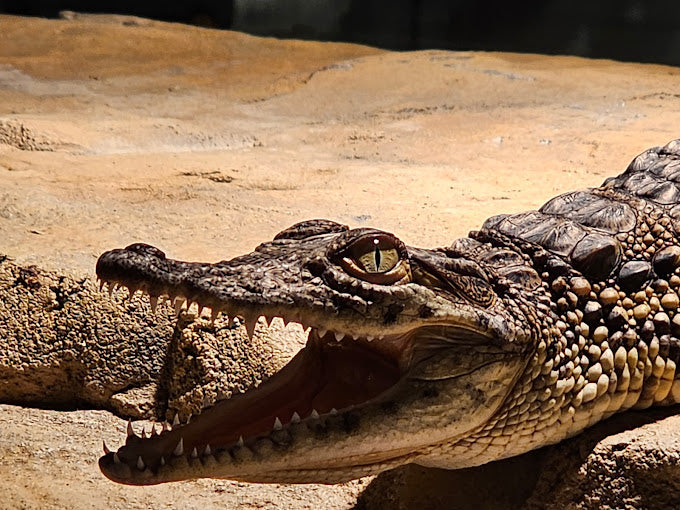General Entry Ticket to Dubai Crocodile Park for One Adult
