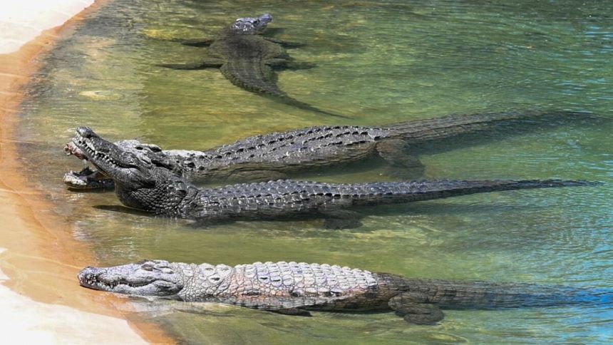 General Entry Ticket to Dubai Crocodile Park for One Adult