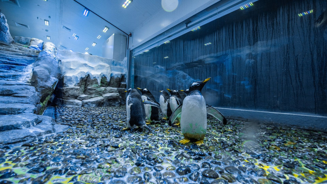 Dubai Aquarium, Underwater Zoo, Penguin Cove & Guided Tour for Four