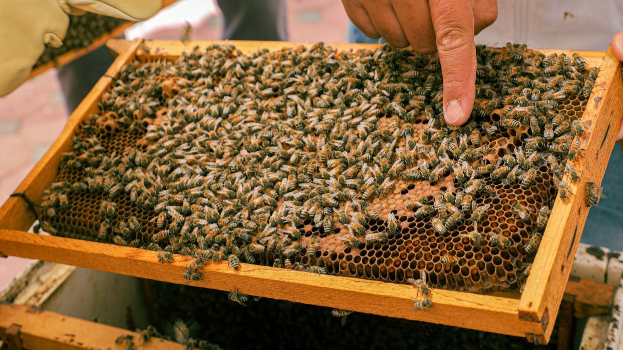 Hatta Honeybee Garden and Taste Local Honey for Two