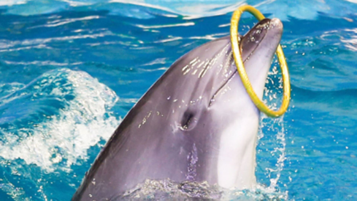Dolphin & Seal Show for Family of Four at Dubai Dolphinarium