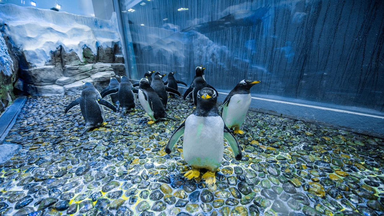 Dubai Aquarium, Underwater Zoo, Penguin Cove & Guided Tour for Four